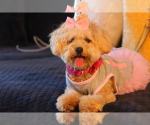 Goldendoodle-YorkiePoo Mix Puppy for sale in DULUTH, GA, USA