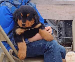 Golden Mountain Dog Puppy for Sale in MEMPHIS, Missouri USA