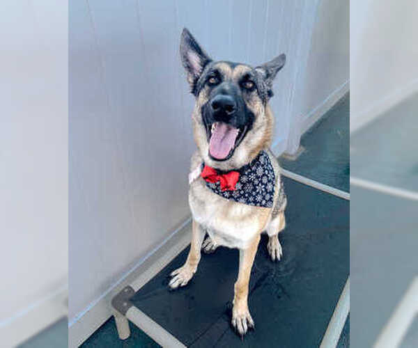 Medium Photo #1 German Shepherd Dog Puppy For Sale in Miami, FL, USA