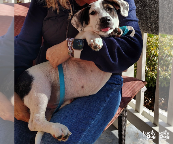 Medium Photo #4 Basset Hound-Unknown Mix Puppy For Sale in Washington, DC, USA