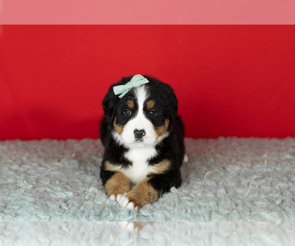 Medium Photo #13 Bernese Mountain Dog Puppy For Sale in MILLERSBURG, IN, USA