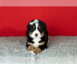 Small Photo #13 Bernese Mountain Dog Puppy For Sale in MILLERSBURG, IN, USA