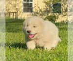 Small #4 Great Pyrenees