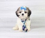 Small Photo #12 Shih Tzu Puppy For Sale in LAS VEGAS, NV, USA