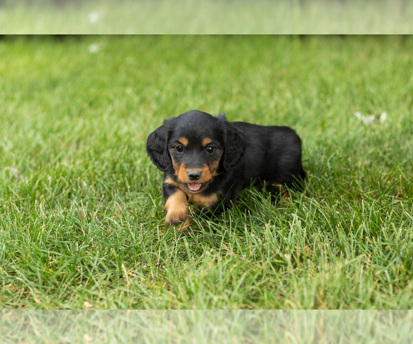 Medium Photo #1 Dachshund Puppy For Sale in MILFORD, IN, USA