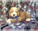 Small #2 Cavapoo