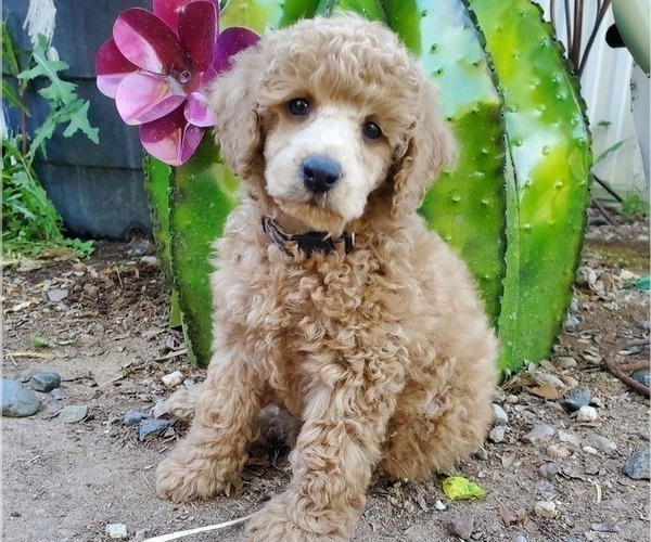 Medium Photo #1 Poodle (Miniature) Puppy For Sale in CHANDLER, AZ, USA