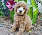 Small Photo #1 Poodle (Miniature) Puppy For Sale in CHANDLER, AZ, USA