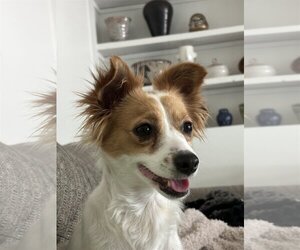 Papillon Dogs for adoption in Arcadia, FL, USA