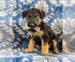 Small Photo #1 German Shepherd Dog Puppy For Sale in LINCOLN UNIV, PA, USA