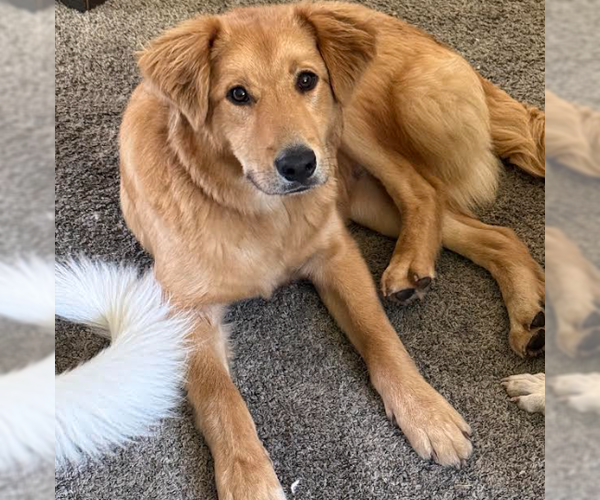 Medium Photo #3 Golden Retriever-Unknown Mix Puppy For Sale in Brooklyn Center, MN, USA