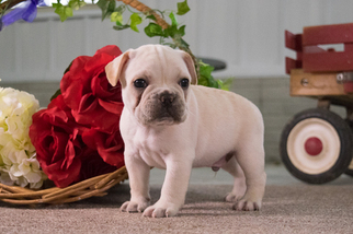 French Bulldog Puppy for sale in KENT, OH, USA