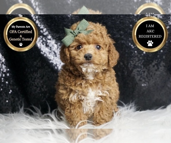 Medium Photo #1 Poodle (Toy) Puppy For Sale in WARSAW, IN, USA