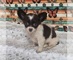 Small #17 Chihuahua