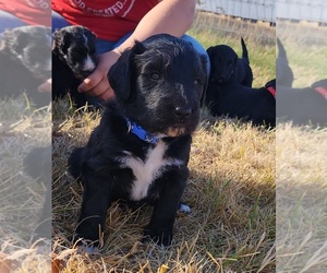 Bernedoodle-Greater Swiss Mountain Dog Mix Puppy for sale in GALT, CA, USA