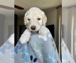 Small #2 Goldendoodle