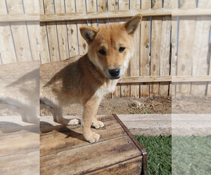 Shiba Inu Puppy for sale in CANON CITY, CO, USA