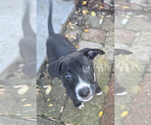 Mutt Dogs for adoption in Clarkston, MI, USA