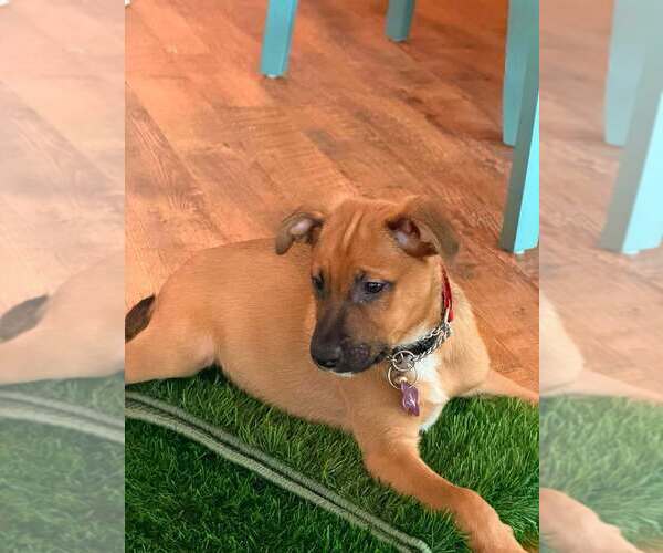Medium Photo #7 American Pit Bull Terrier-Unknown Mix Puppy For Sale in Imlay City, MI, USA