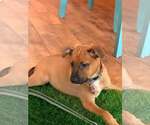 Small #6 American Pit Bull Terrier Mix