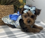 Puppy Dior Shorkie Tzu