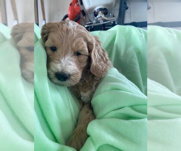 Medium Photo #1 Goldendoodle Puppy For Sale in SOUTH HAVEN, MN, USA