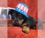 Small #1 Yorkshire Terrier