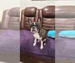 Small Photo #1 Faux Frenchbo Bulldog-French Bulldog Mix Puppy For Sale in MOUNDRIDGE, KS, USA