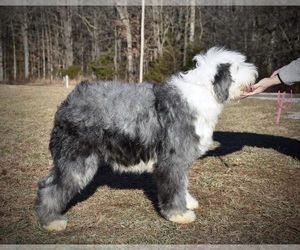 Mother of the Old English Sheepdog puppies born on 04/19/2022