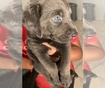 Small Photo #3 Labrador Retriever Puppy For Sale in HENDERSON, NV, USA
