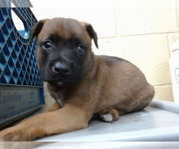 Medium Photo #1 Mutt Puppy For Sale in Downey, CA, USA