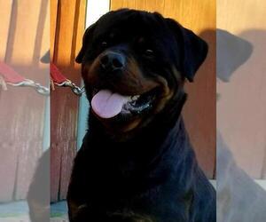 Father of the Rottweiler puppies born on 07/10/2021