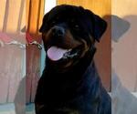 Small Photo #1 Rottweiler Puppy For Sale in HOUSTON, TX, USA