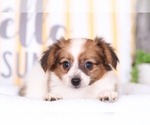 Small Photo #2 Papillon Puppy For Sale in MOUNT VERNON, OH, USA