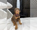 Small Photo #11 Doberman Pinscher Puppy For Sale in BUCKEYE, AZ, USA