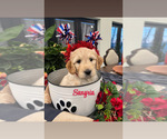 Puppy Sangria Goldendoodle