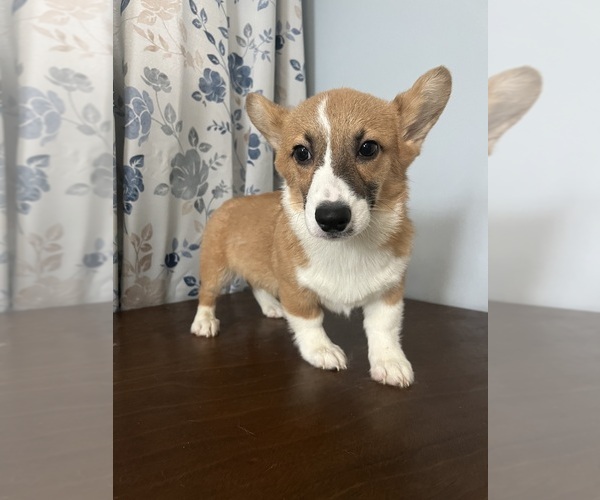 Medium Photo #37 Pembroke Welsh Corgi Puppy For Sale in DURHAM, CT, USA