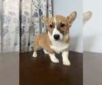 Small #36 Pembroke Welsh Corgi