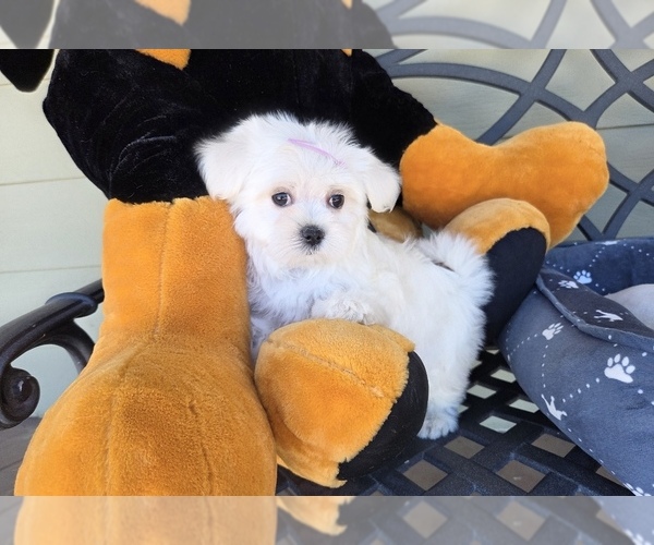 Medium Photo #3 Maltese Puppy For Sale in SANTA CLARITA, CA, USA