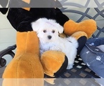 Small Photo #7 Maltese Puppy For Sale in SANTA CLARITA, CA, USA