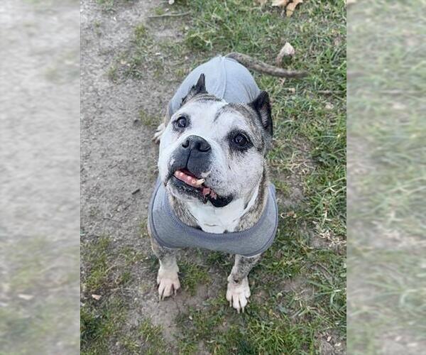 Medium Photo #1 Bulldog-Staffordshire Bull Terrier Mix Puppy For Sale in Riverside, CA, USA