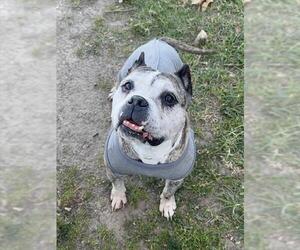 Bulldog-Staffordshire Bull Terrier Mix Dogs for adoption in Riverside, CA, USA