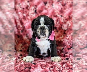 English Bulldog-Olde English Bulldogge Mix Puppy for sale in COCHRANVILLE, PA, USA