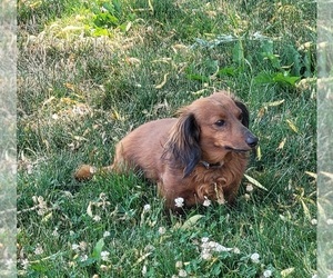 Father of the Dachshund puppies born on 05/19/2026