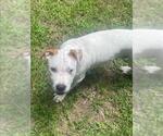 Small #1 American Pit Bull Terrier Mix