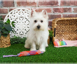 Small #2 West Highland White Terrier