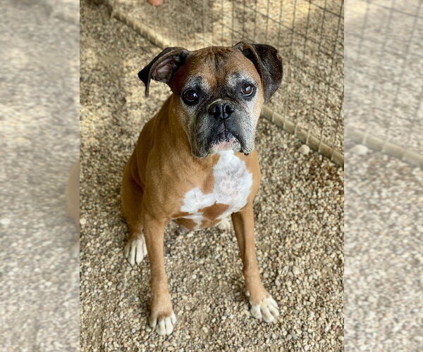 Medium Photo #4 Boxer Puppy For Sale in Austin, TX, USA