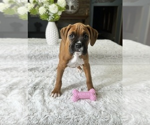 Boxer Puppy for Sale in GREENFIELD, Indiana USA