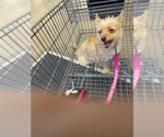 Small Photo #4 Chorkie Puppy For Sale in ALAMO, TX, USA