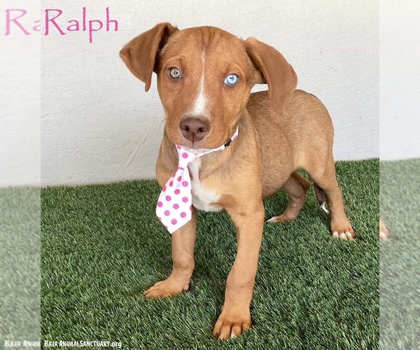 Medium Photo #1 Unknown-Weimaraner Mix Puppy For Sale in San Diego, CA, USA